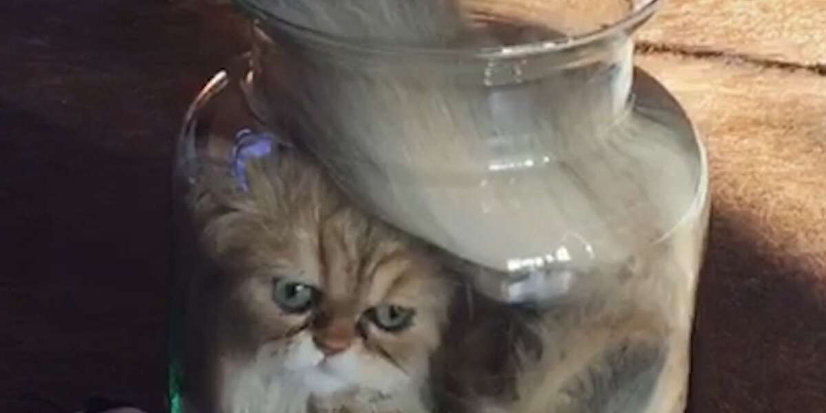 Cat Is SO Determined To Fit Into Glass Jar Videos The Dodo