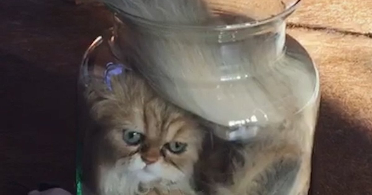 Cat Is SO Determined To Fit Into Glass Jar Videos The Dodo