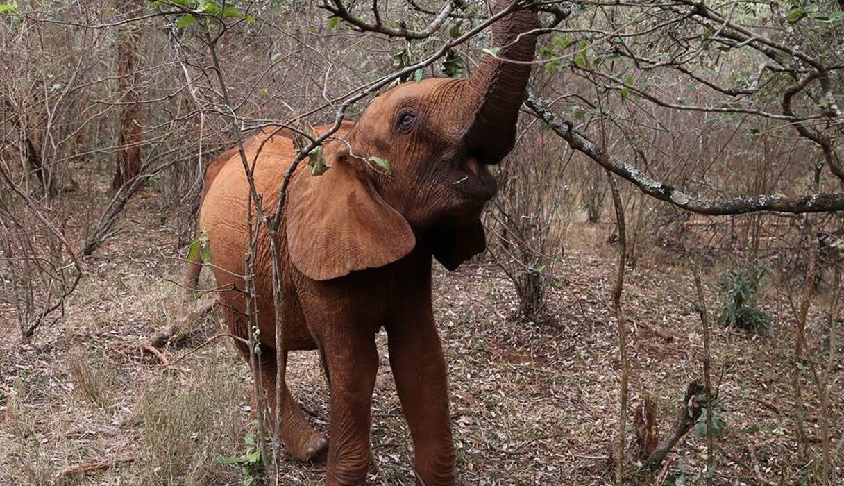 Baby Elephant Abandoned By Family Mysteriously Turns Up At Sanctuary