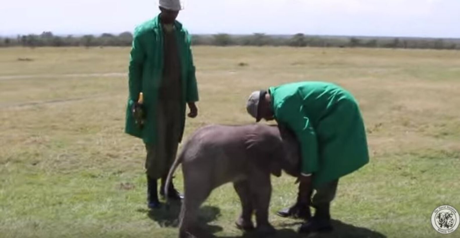 Baby Elephant Abandoned By Family Mysteriously Turns Up At Sanctuary