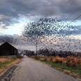 Story Behind The Shot: Birds Swarm Barn At Sunrise