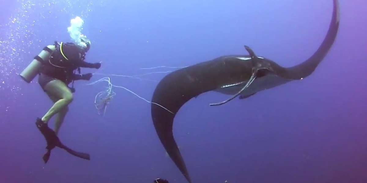 Giant Manta Ray Tangled In Fishing Line Asks Divers For Help The Dodo