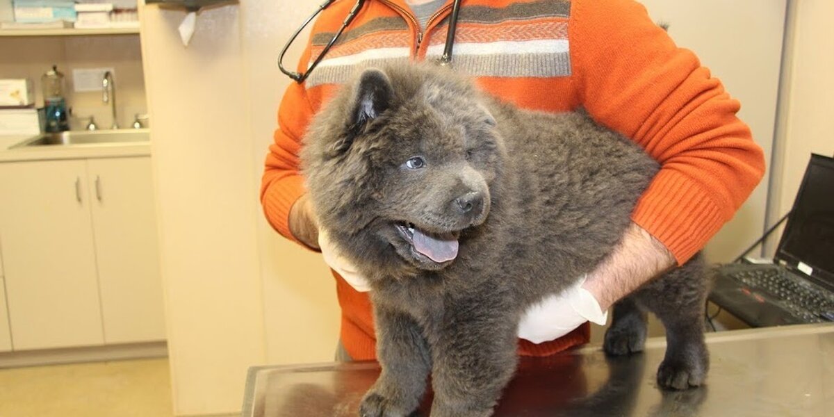 Chow chow breeders midwest sale