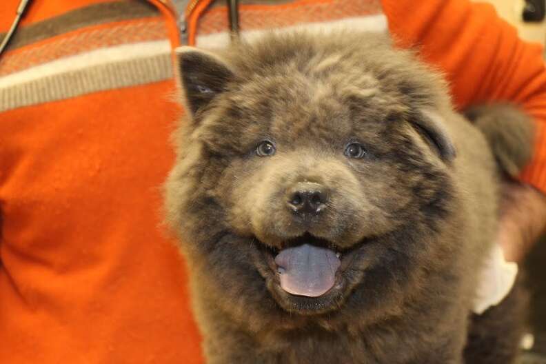 Chow chow best sale breeders midwest