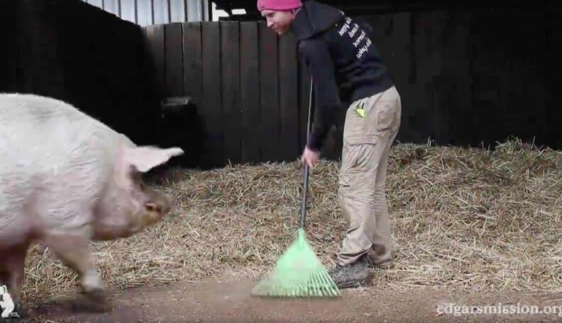 Pig Rake Pig Decides To Help Out His Rescuers The Best Way He Can - The Dodo