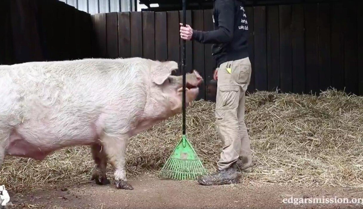 Pig Rake Pig Decides To Help Out His Rescuers The Best Way He Can - The Dodo