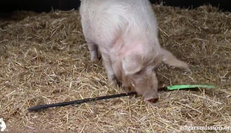 Pig Rake Pig Decides To Help Out His Rescuers The Best Way He Can - The Dodo