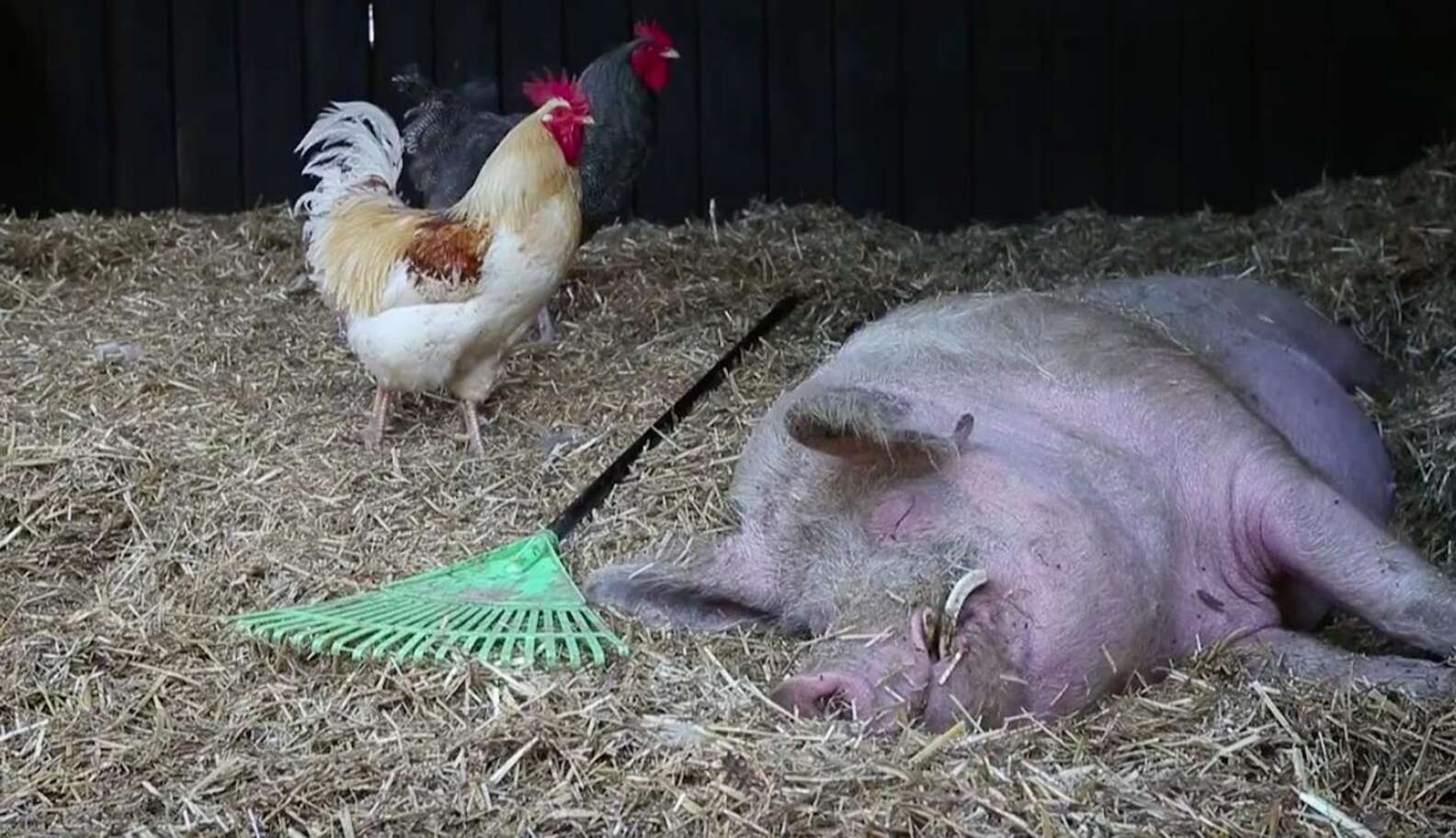 Pig Rake Pig Decides To Help Out His Rescuers The Best Way He Can - The Dodo