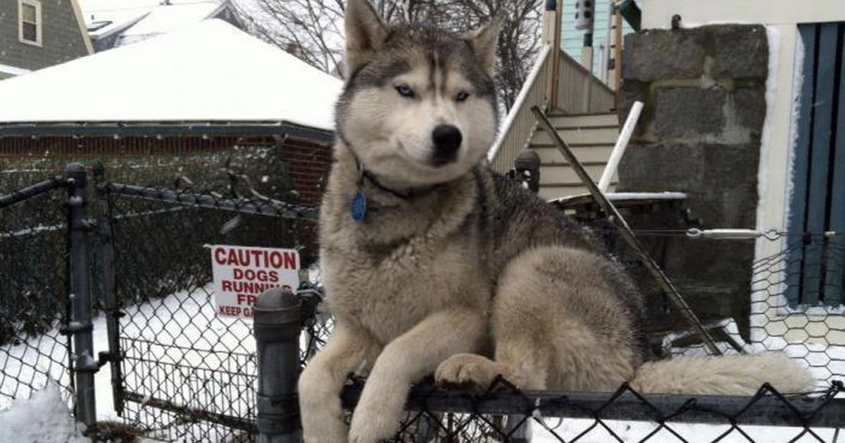 11 Weird Cats Who Look Suspiciously Like Dogs - The Dodo