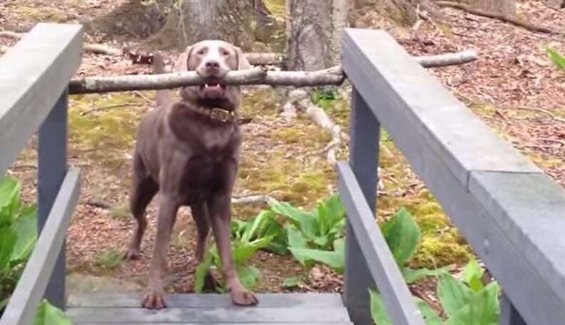 How Big is a Small Dog YouTube: Ultimate Size Guide