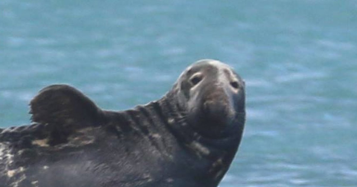 angry chubby seal