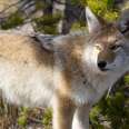 Coyotes Are Being Wiped Out For Illogical, Bloodthirsty 'Contest'