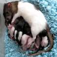 Rats get a bad rap … but according to science they’re actually incredible mamas http://t.co/7CtBw8Z3Fw http://t.co/RolqbImECp