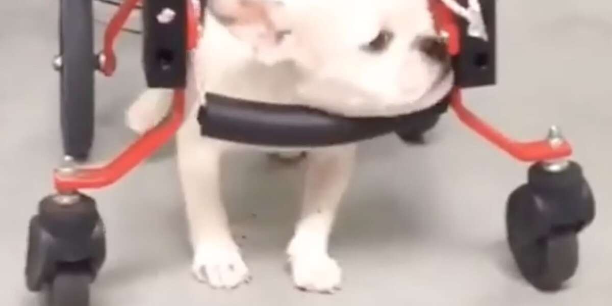 Puppy Who Can't Walk Swims To Get Stronger - The Dodo