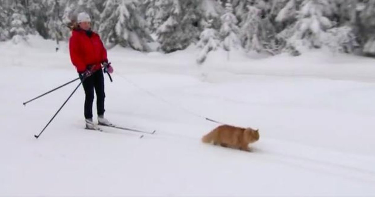 Cat Goes Skiing And LOVES Every Minute Of It The Dodo
