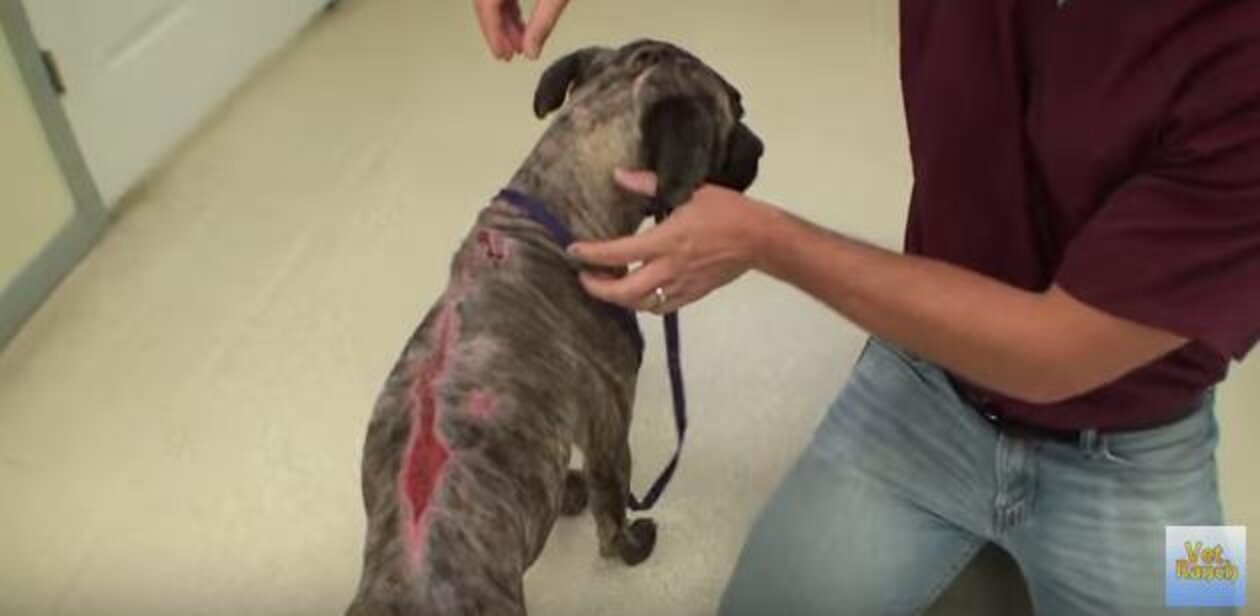 Dog Burned All Over By Owners Who Poured Gasoline On Her The Dodo