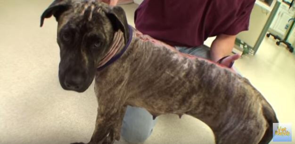 Dog Burned All Over By Owners Who Poured Gasoline On Her The Dodo