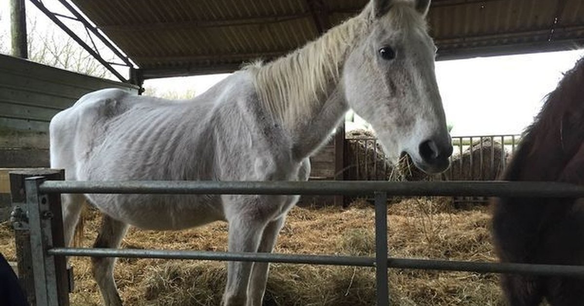 Horse Left To Starve Was Hiding The Sweetest Surprise The Dodo