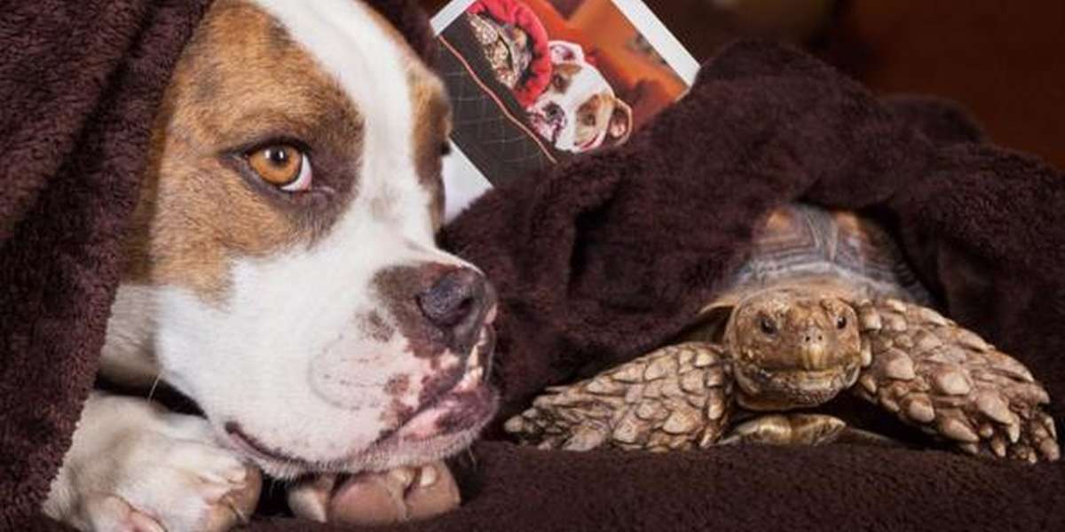 Tortoise And Dog Find Out They Have A Lot In Common The Dodo