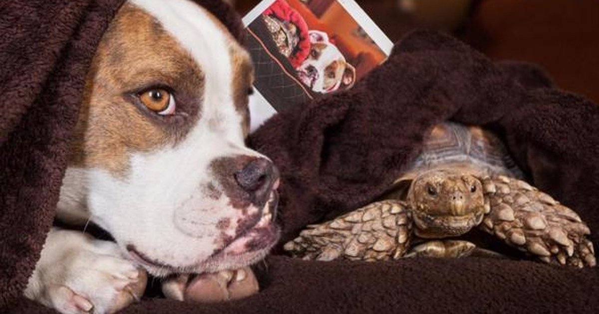 Tortoise And Dog Find Out They Have A LOT In Common - The Dodo