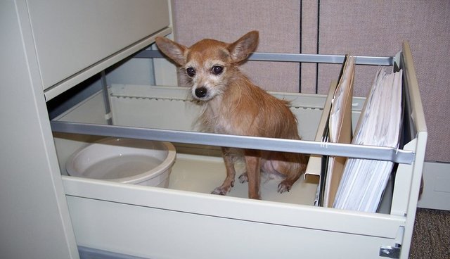 Ful Photo Shows Just How Tragic Life Is For Puppy Mill Dogs Tragic Life Is For Puppy Mill Dogs