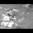 Stop killing dolphins in Taiji