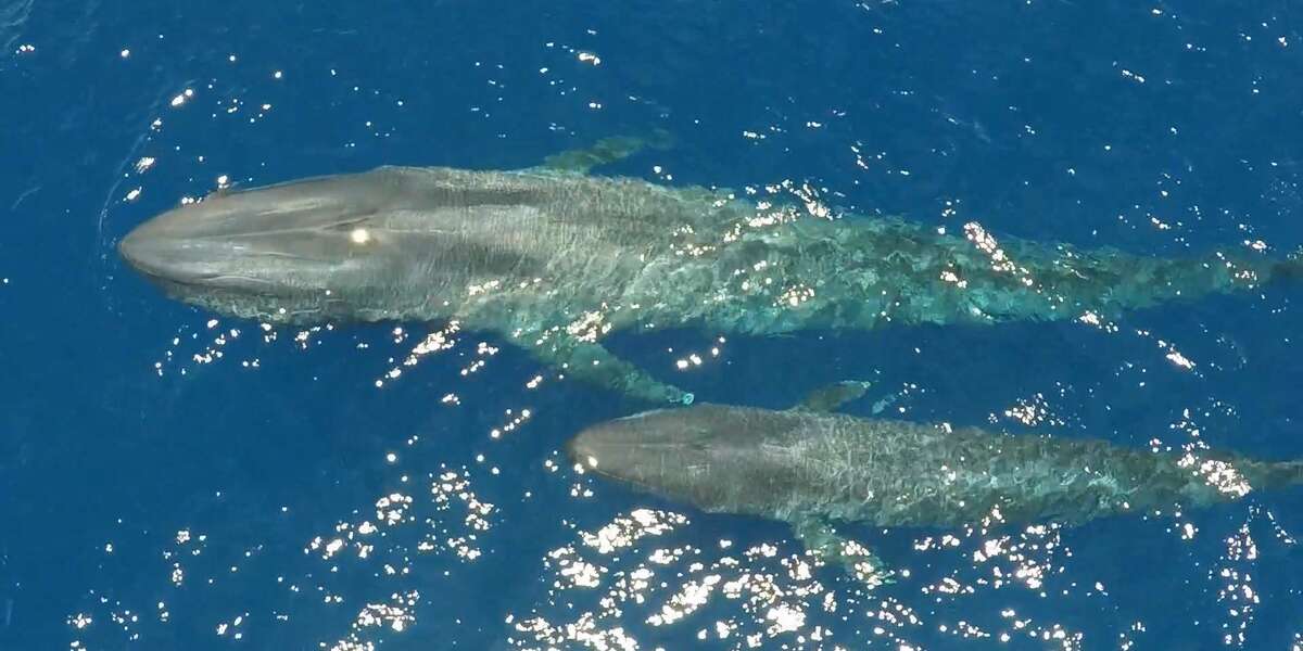 Baby Blue Whale And His Mom Share A Special Moment - Videos - The Dodo
