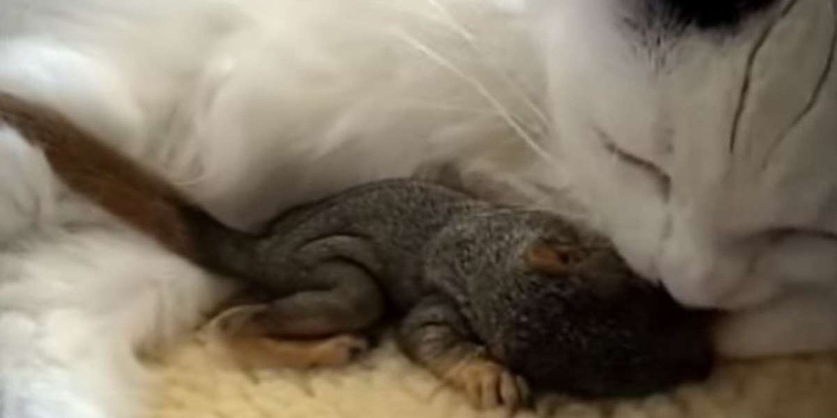 Cat Finds Baby Squirrels Without A Mom And Knows What She Has To Do