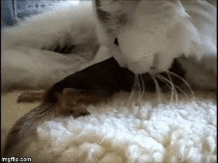 Cat Finds Baby Squirrels Without A Mom And Knows What She Has To Do