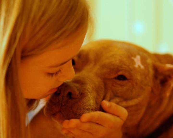Abused pit bull Louis Vuitton to be focus of documentary
