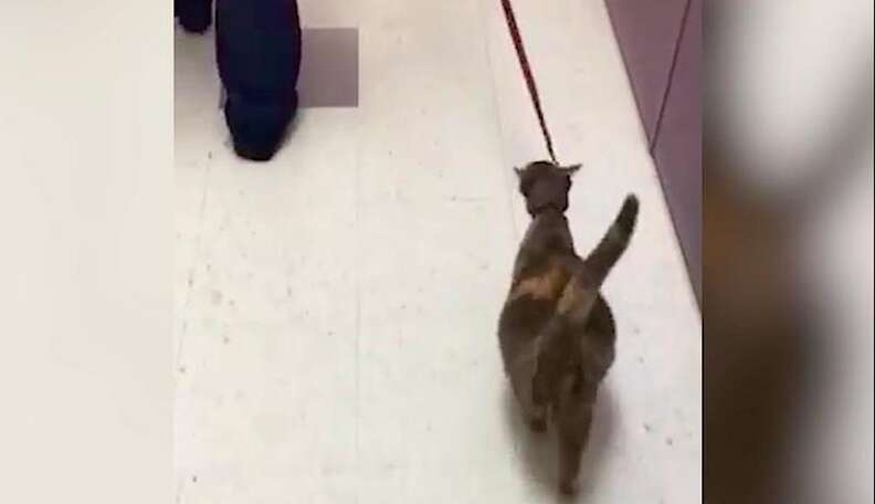 Very Pregnant Stray Cat Finds The Perfect Home With A Dog