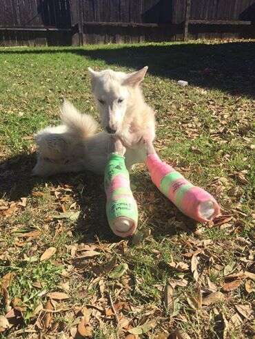 disabled dog elsa rose in her casts