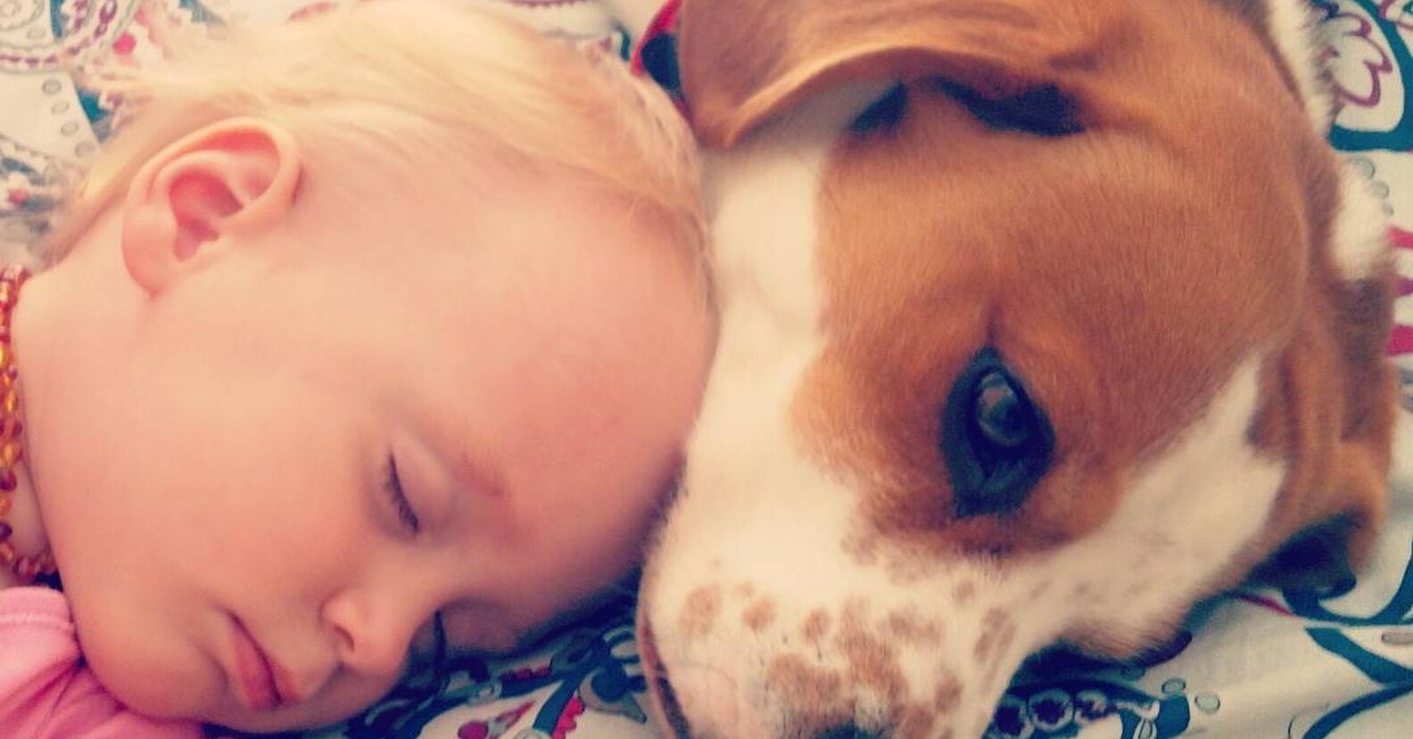 Little Girl 'Veterinarian' Rescues Dog Who Hurt His Paw The Dodo