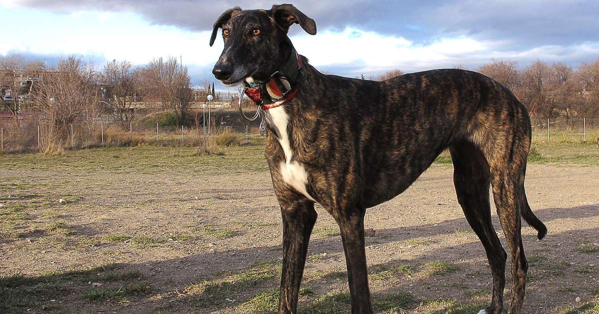 spanish greyhound dog