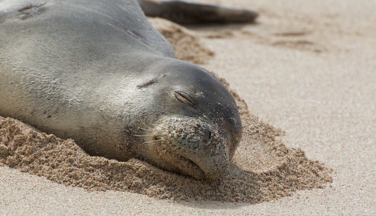 Defying Shootings, Entanglements And Hunger, Rare Seals Still