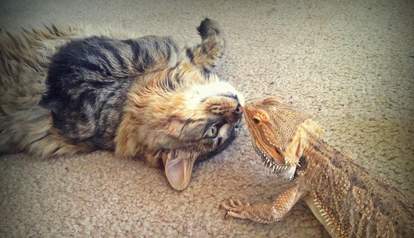 14 Cats Who Are Randomly Friends With Lizards The Dodo