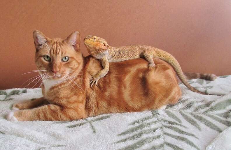 Cat store and gecko