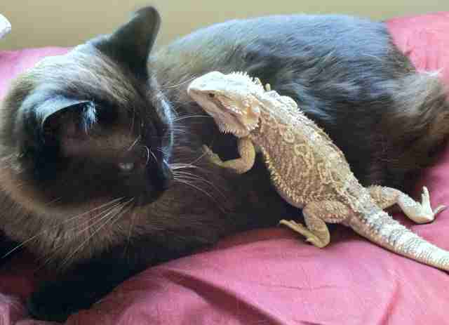 14 Cats Who Are Randomly Friends With Lizards - The Dodo