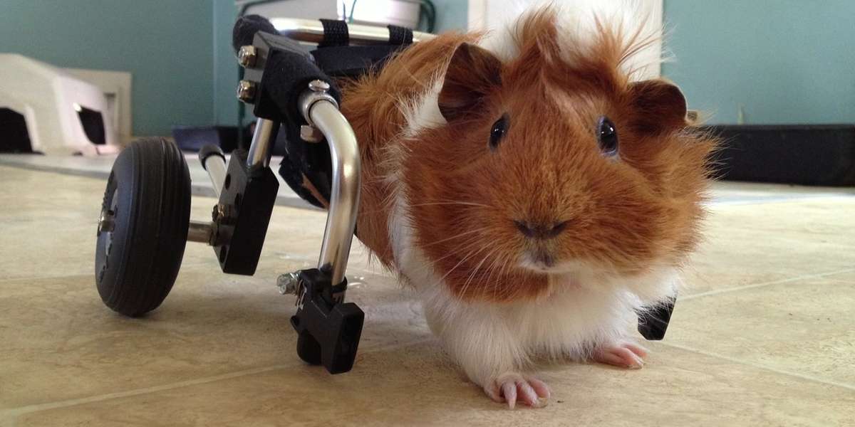 Everyone Came Together To Help This Abused Guinea Pig Walk Again - The Dodo