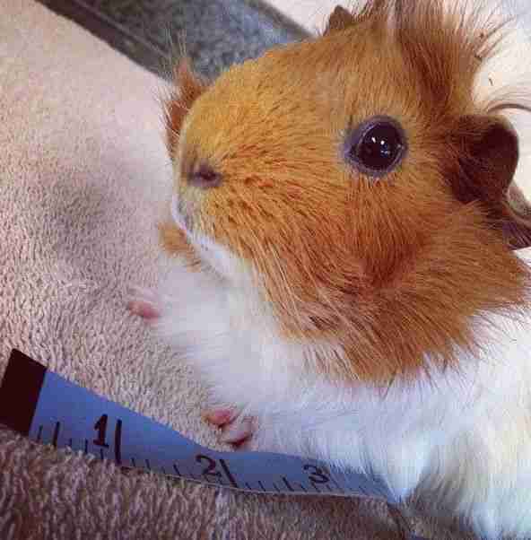 Everyone Came Together To Help This Abused Guinea Pig Walk Again - The Dodo