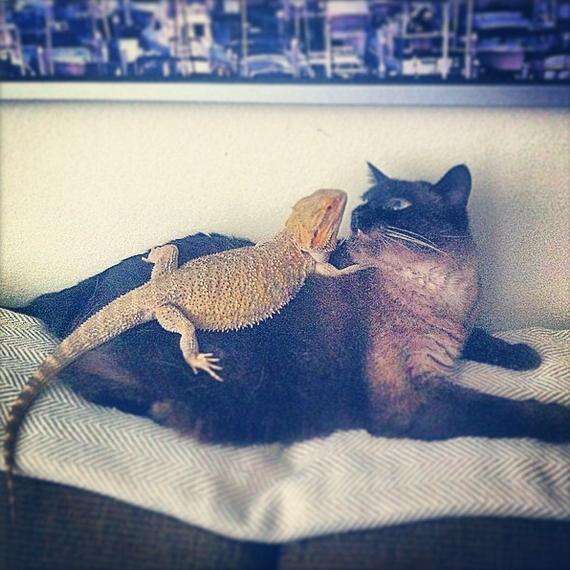 14 Cats Who Are Randomly Friends With Lizards - The Dodo