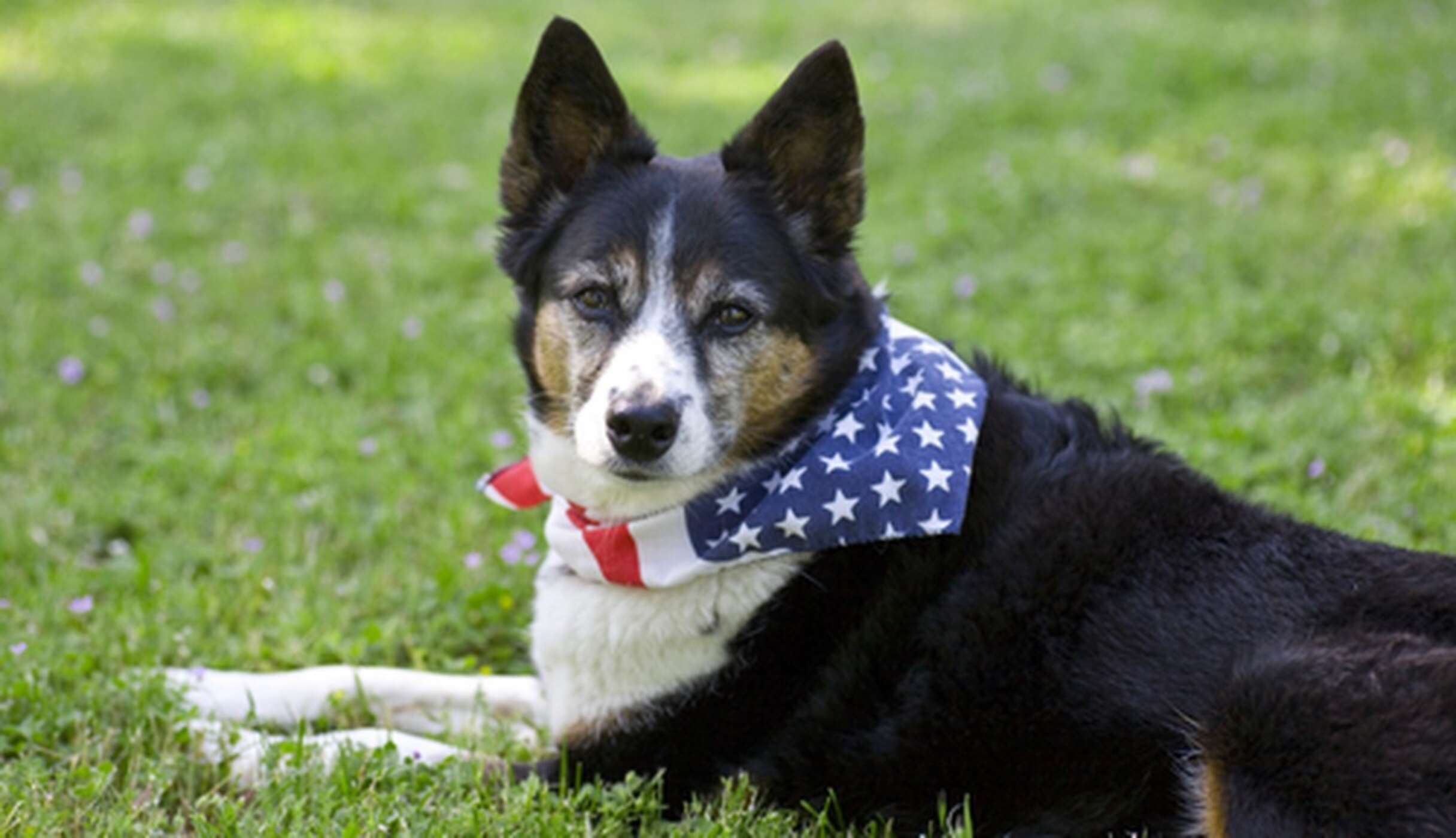 3 Ways To Keep Your Pet Safe During The 4th Of July - The Dodo