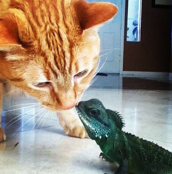 14 Cats Who Are Randomly Friends With Lizards - The Dodo