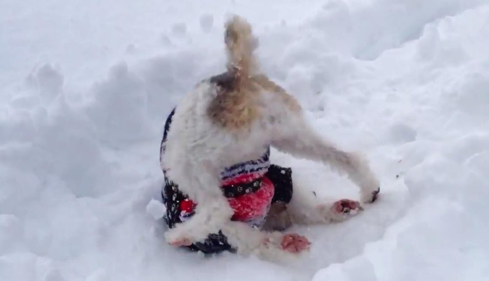 10 Dogs Who Are Just Terrible At Making Snow Angels The Dodo