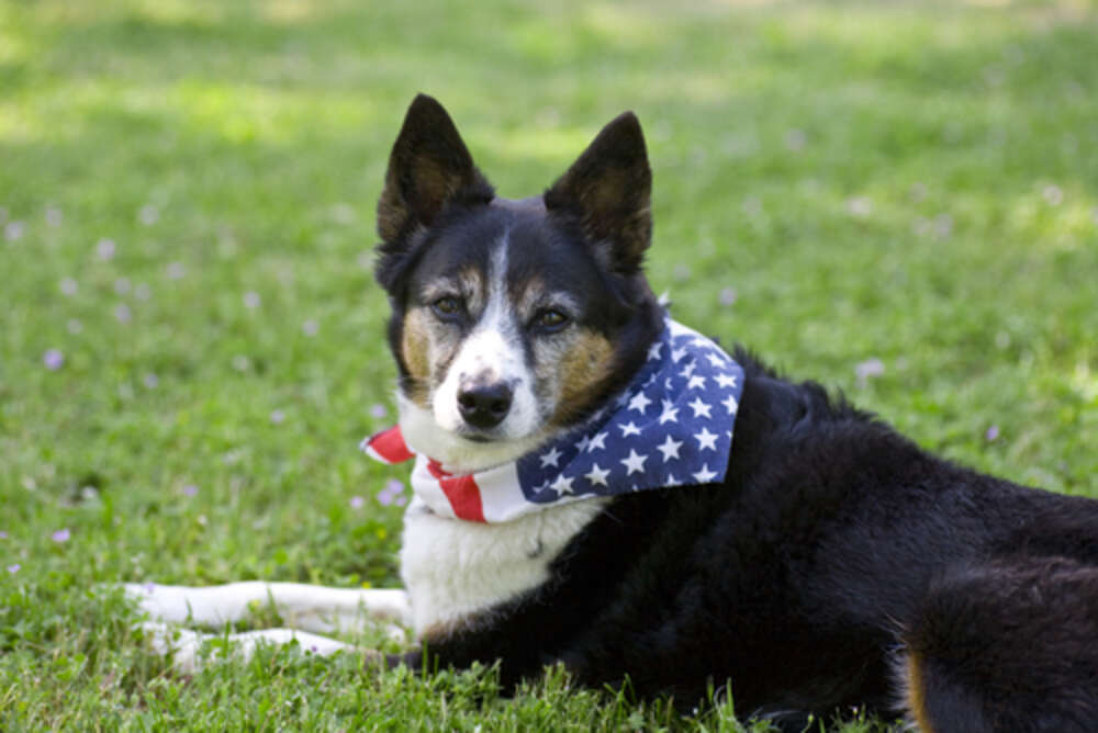 3 Ways To Keep Your Pet Safe During The 4th Of July - The Dodo