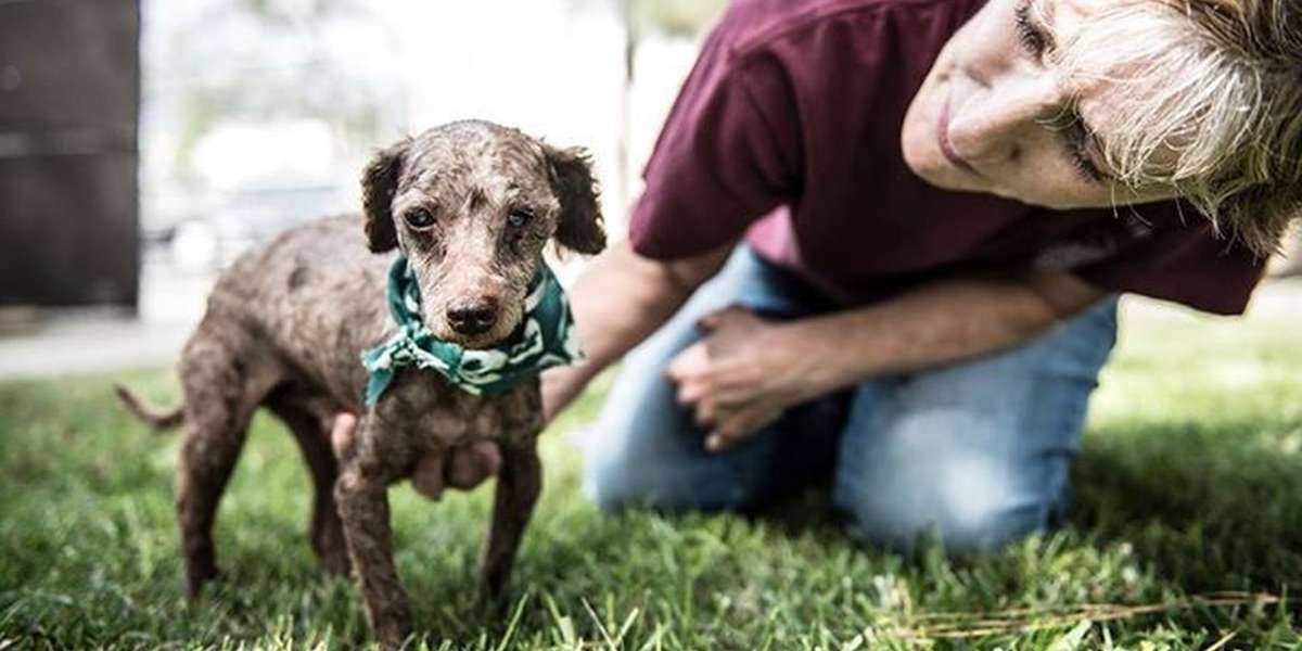 Blind Dog Patiently Waits In Back Of Shelter For A Family - The Dodo