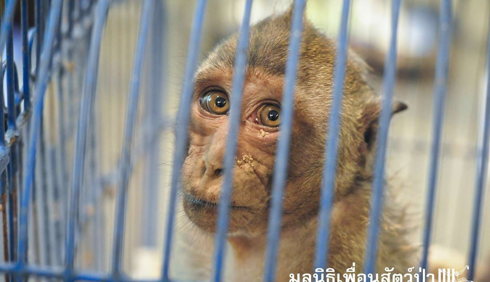 Monkey Injuries Injured Monkey Has The Happiest Reaction When He Sees The Forest Again ...