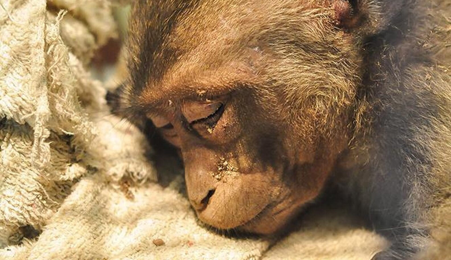 Injured Monkey Has The Happiest Reaction When He Sees The Forest Again ...