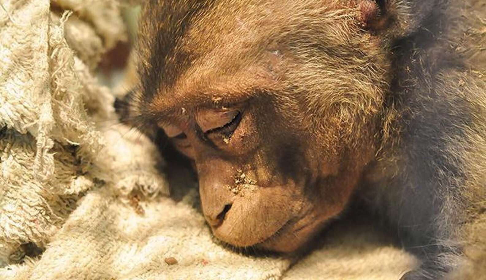 Monkey Injuries Injured Monkey Has The Happiest Reaction When He Sees The Forest Again ...