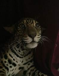 Baby jaguar in Ecuador